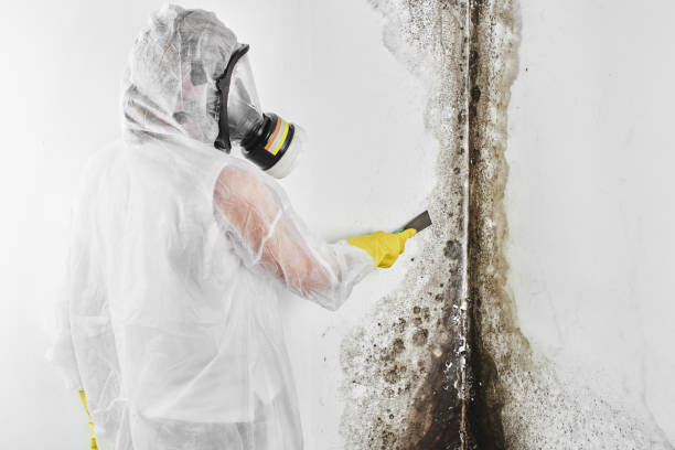 Best Toxic Mold Removal  in Lakeview, GA