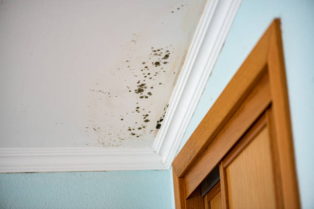 Mold Testing and Removal in Lakeview, GA