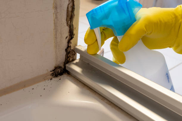 Best Black Mold Removal  in Lakeview, GA