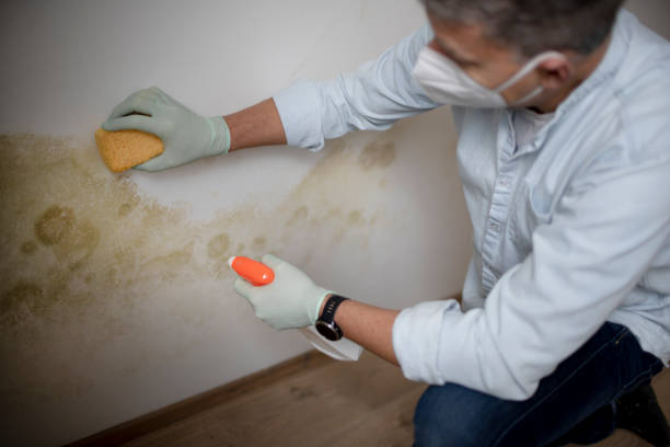 Best Office Mold Removal Services  in Lakeview, GA