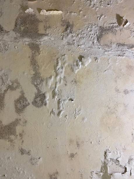 Best Affordable Mold Removal  in Lakeview, GA